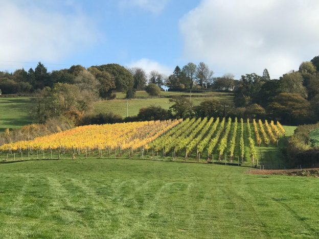 Vineyard Tours - Image 8