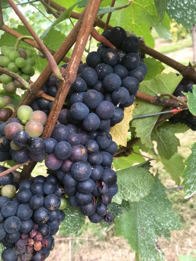 Vineyard Tours - Image 5
