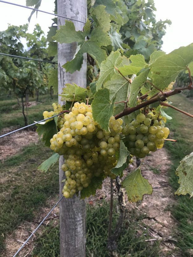 Vineyard Tours - Image 6