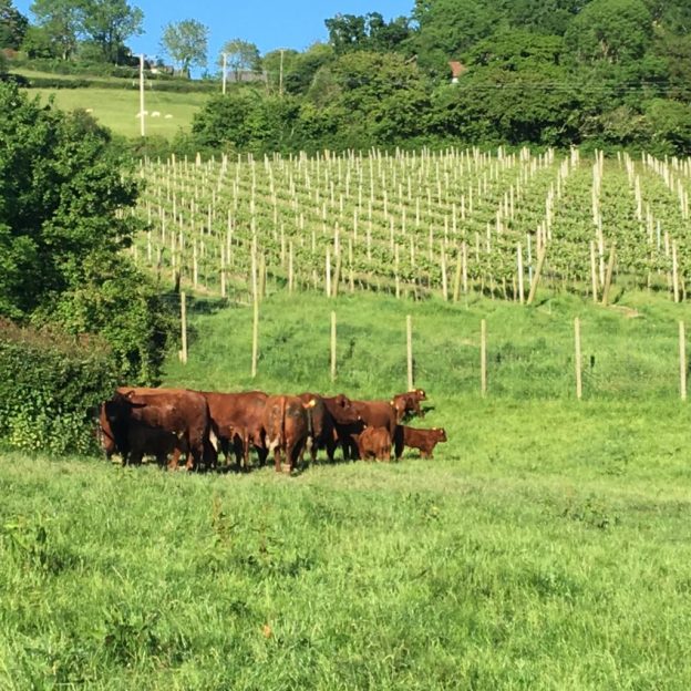 Vineyard Tours - Image 3