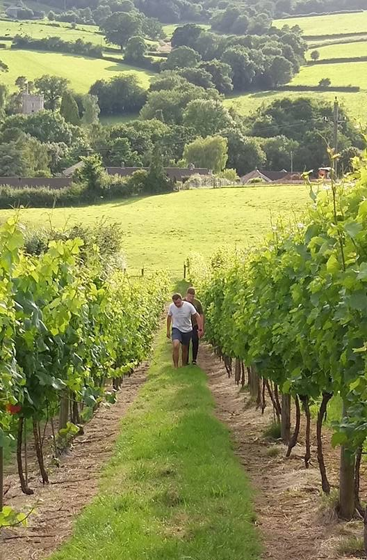 vineyard tours with accommodation uk