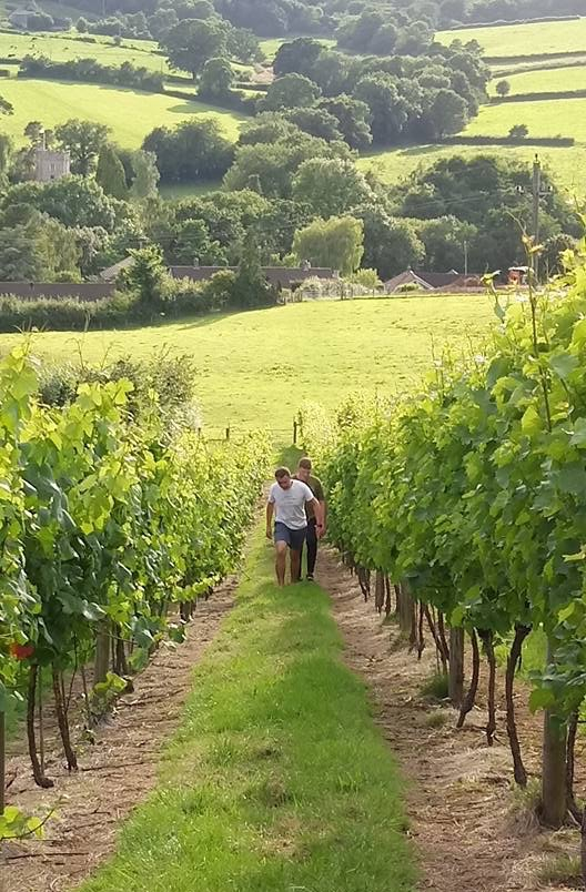 vineyard tours and stays